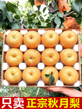 山东莱阳冰糖秋月梨礼盒包装新鲜水果当季整箱现摘10大果