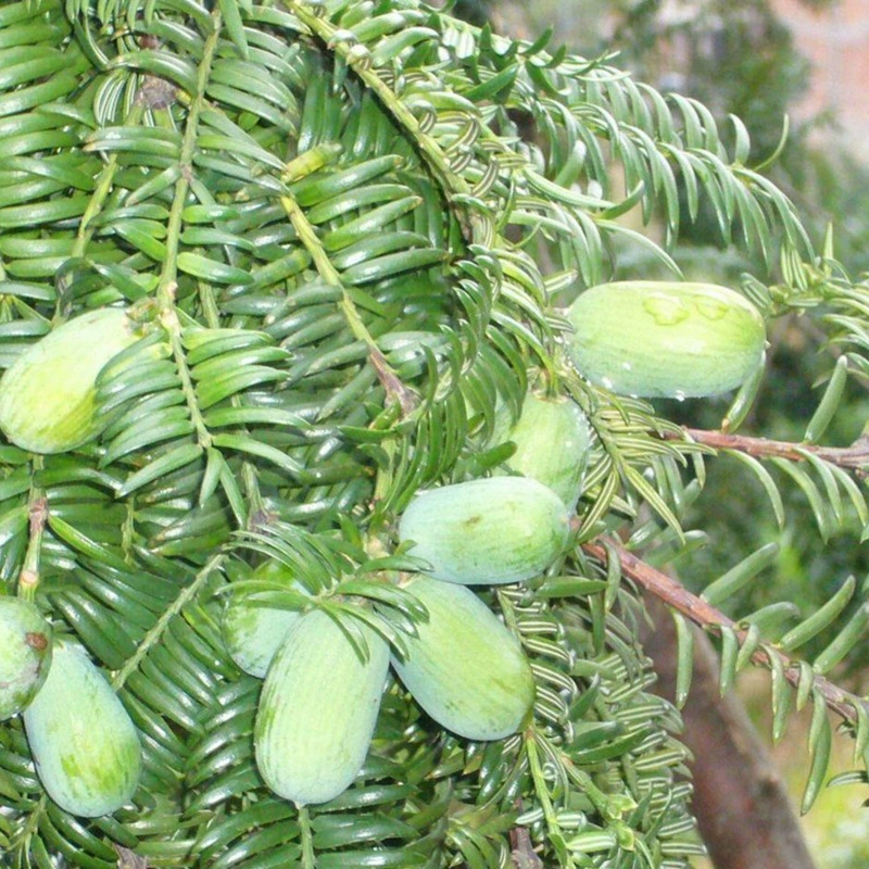 База прямых продаж семян торрея семена торрея большое количество скидка wd-