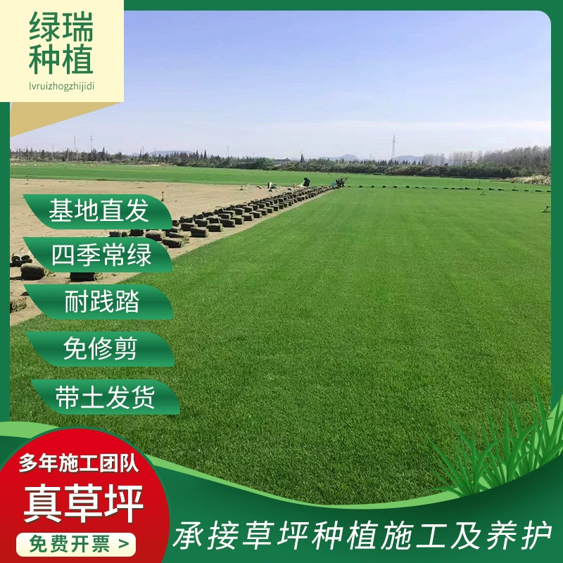 Четыре сезона зеленый фруктовый хребет трава Тайвань трава настоящая трава мех трава одеяло двор садовое сообщество зеленый пояс почвы Газон Оптом