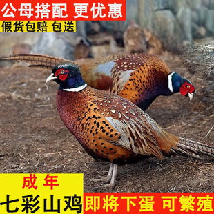 �߲�ɽ�u ���u����һ�� ���uĸ�uɢ�B�F���חl Ұ���߲��u �����u