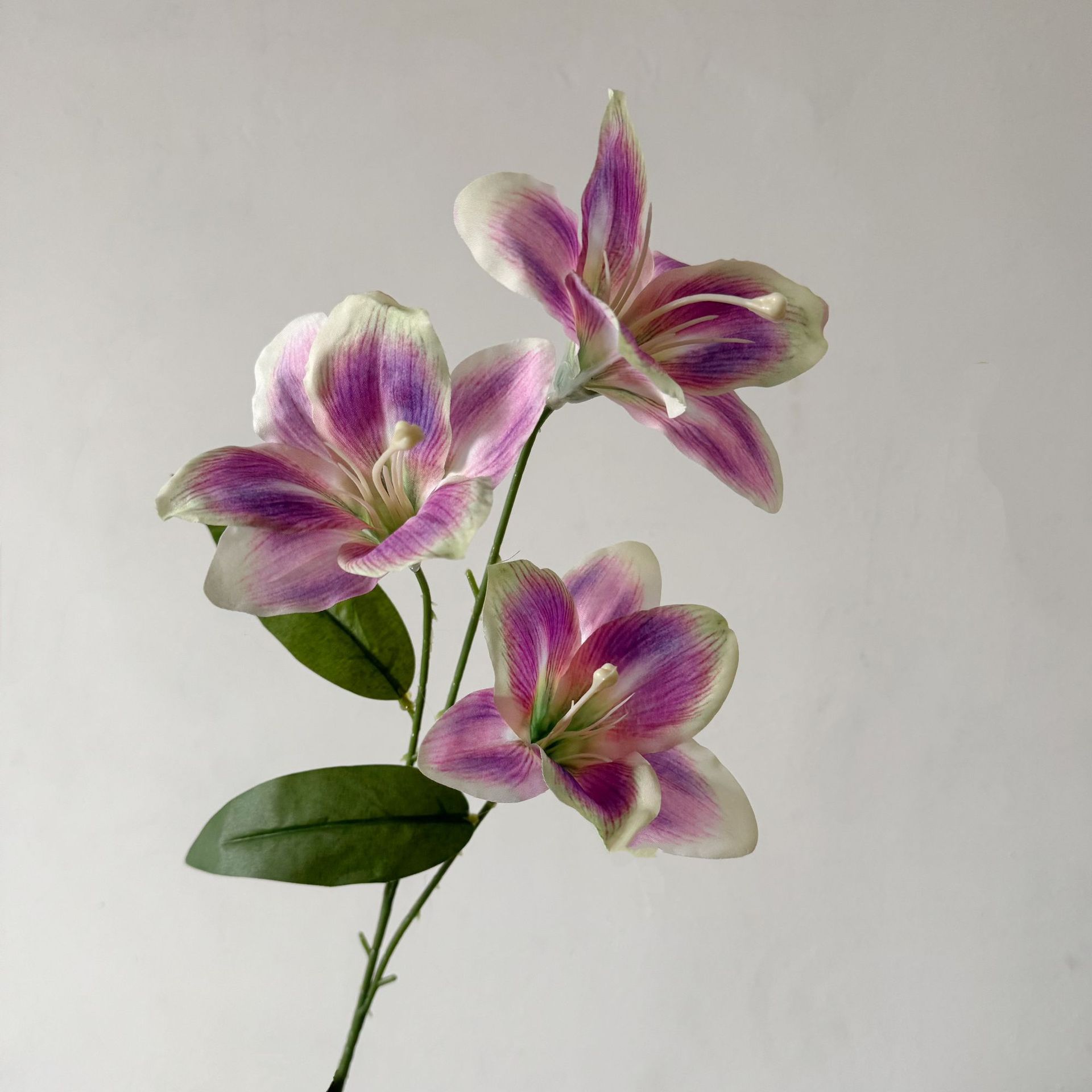 Lilium xanthus - Dream Purple (en inglés)