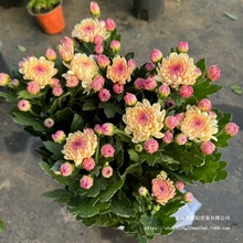新品宝莲灯雏菊盆栽多年生耐热耐寒室内阳台庭院四季开花花苞发货