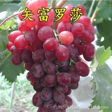 矢富罗莎葡萄树苗 老桩树苗当年结果耐寒 红国王葡萄苗南北方种植