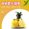 Guangdong Xuwen Perfume pineapple Can wholesale Season fresh fruit Fragrant and sweet Tasty Thin pregnant woman pineapple