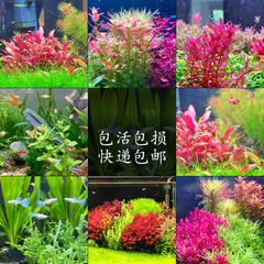 中・後景水草99種類、水槽、水槽、初心者向け造園植物、活水草、レッドパレスレッドライラック