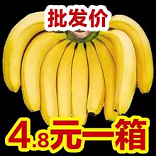 云南高山甜香蕉斤当季新鲜水果大芭蕉小米蕉甜蕉蕉整箱包邮