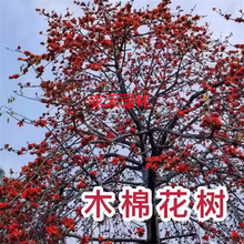 �ͺ�ľ�޻�����ľ�޻���Ӣ�ۘ�tľ�����Ե��Ԅe��ͥԺ�G����ľ