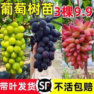 �{��ʯ���ј��m���Ե��Դ������ٹ����Ϸ������Nֲ���箔��Y����