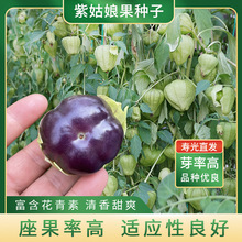 東北大果紫姑娘果種籽紅菇娘果種子超甜燈籠果黃姑娘果陽台水果