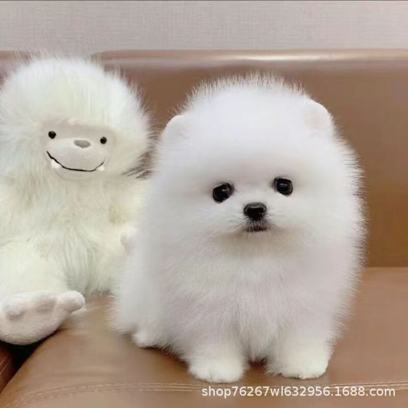 Purebred Pomeranian Teacup Puppy Live Puppy Small Dog Pet Dog Live Animal Dog Wholesale Price