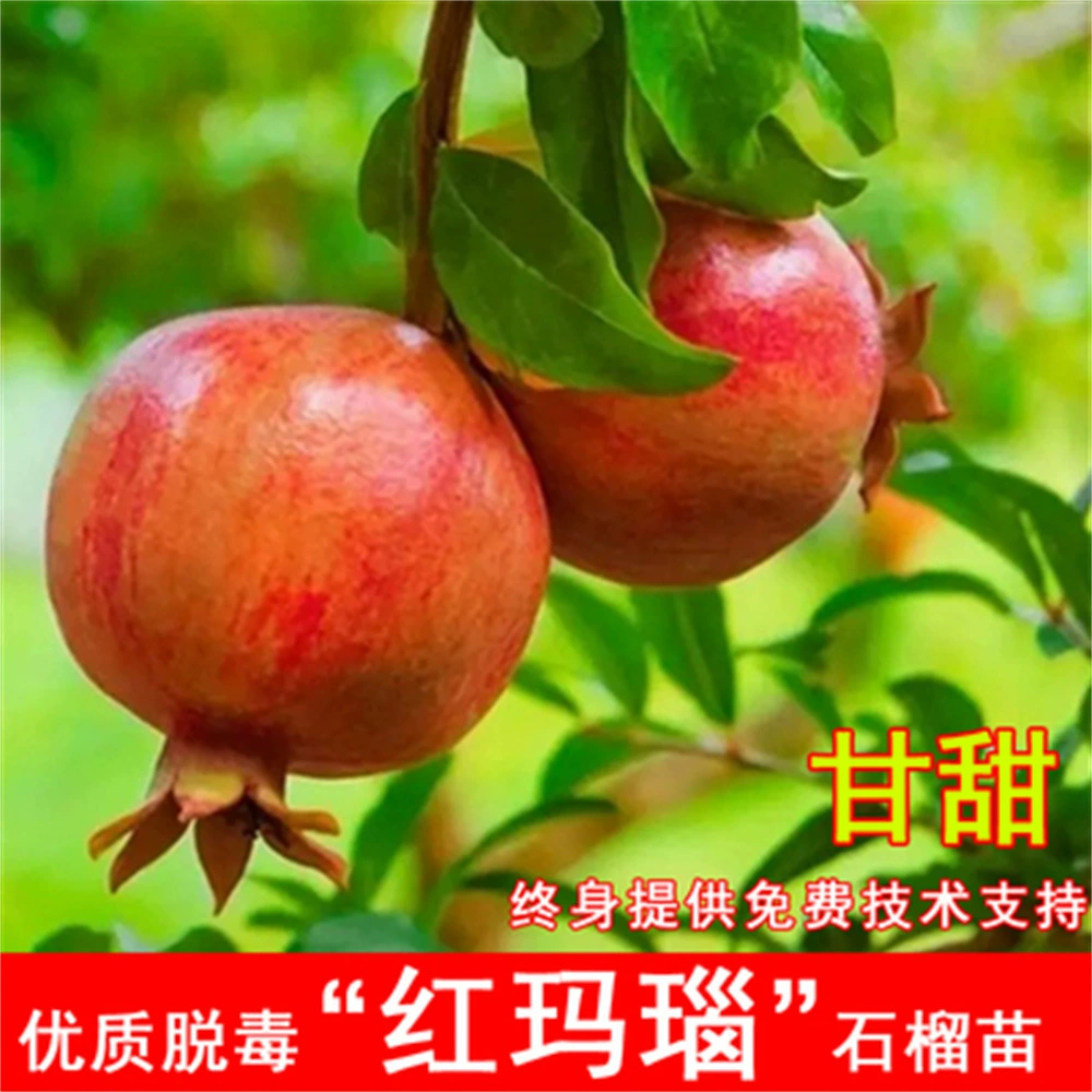 Оптовые саженцы фруктовых деревьев белый нефрит гранат саженцы деревьев красное сердце Тунис мягкие семена граната саженцы Южный Северный двор в горшках