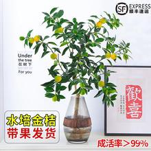 水培植物金桔树盆栽可食用带果脆皮橘子树盆栽室内桌面花卉绿植物