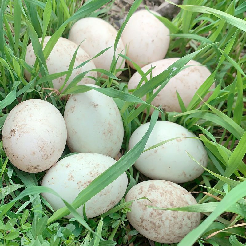 鸭蛋安徽生鲜绿壳多新鲜农家土生水生态麻鸭蛋草现捡现发一件代发