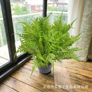 ܛ�z����ާ�~��˹�ݷ���Gֲ���ԚWʽɭϵ�Ƶ�Ҿ��b�ֲ���~��