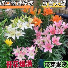 【带芽】进口易活型百合种球懒人盆栽花四季易种室外百合花多花苞