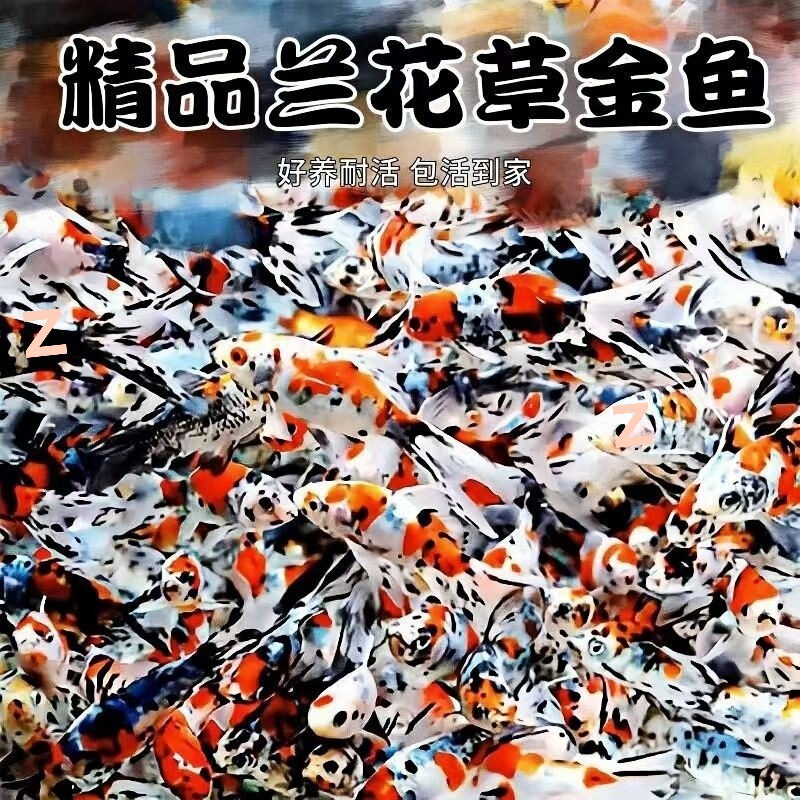 Five-Flower Grass Goldfish Orchid Ornamental Fish Cold Water Tropical Easy to Maintain Small Freshwater Colorful Cheap Small Fish Multicolored