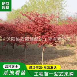 红枫树批发 景区观叶红色美国红枫工程绿化树木嫁接中国红枫小树