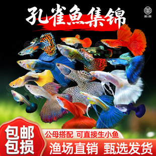 ��ȸ�~���N���w�Pβ�~�Ꭷ�^�p�~�絭ˮС�ͺ��B�ͻ�С�~���R���~