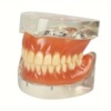 Improve Flexibility Natural Color Dentures Two Packs假牙|ru