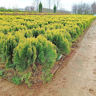 ����ؘ����辰�ز��S����ɰس����ͺ��e��ͥԺ���̾G����ľ