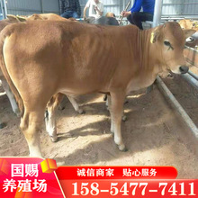 河北石家庄黃牛養殖方法黃牛養殖成本2023年小牛犢多少錢一頭