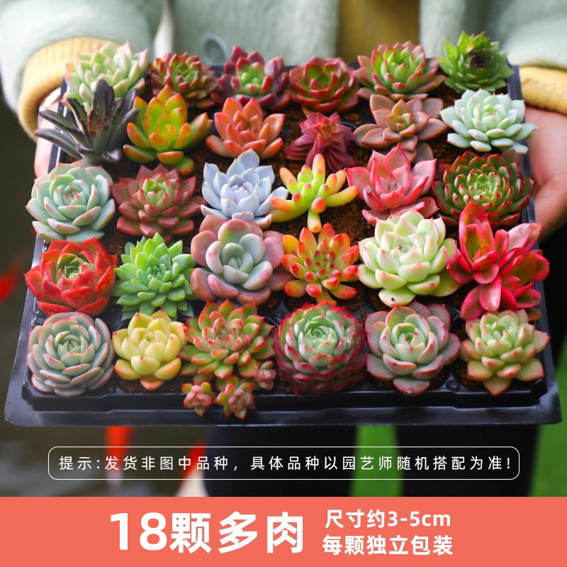 엄선된 다육식물 18종 [다양성은 랜덤이며, 하나하나 다릅니다]
