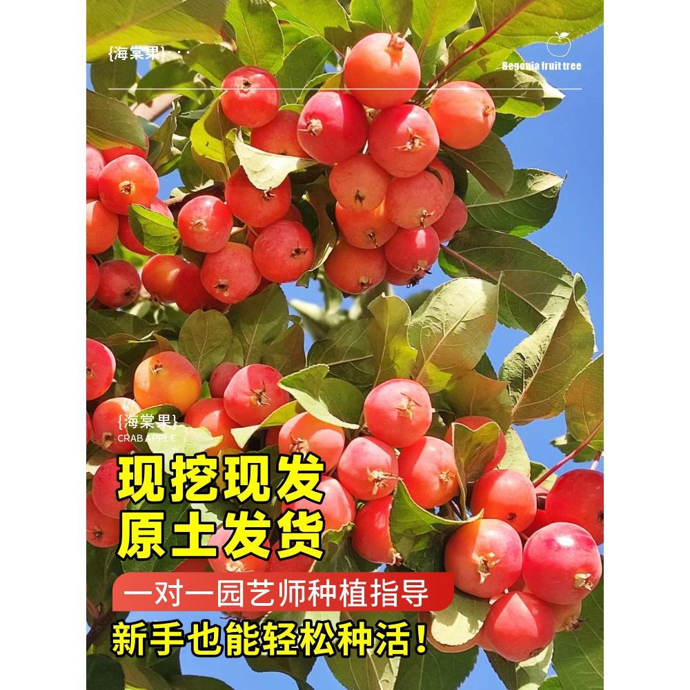 正宗耐寒海棠果苗树盆栽冬红果盆景老桩庭院南北方种植嫁接果树苗