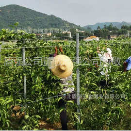 南平市百香果柱百香果金属架杆立柱替代水泥柱 果园铝包钢丝拉线