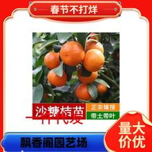 һ�����l�V���޽�ɰ�ǽ��Ә����҃��������ӹ������ĕ�����ɳ����