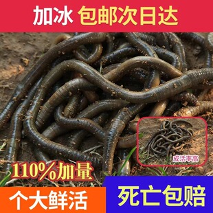 �������S�X��������ش�������������~���D�S�X�T�D����