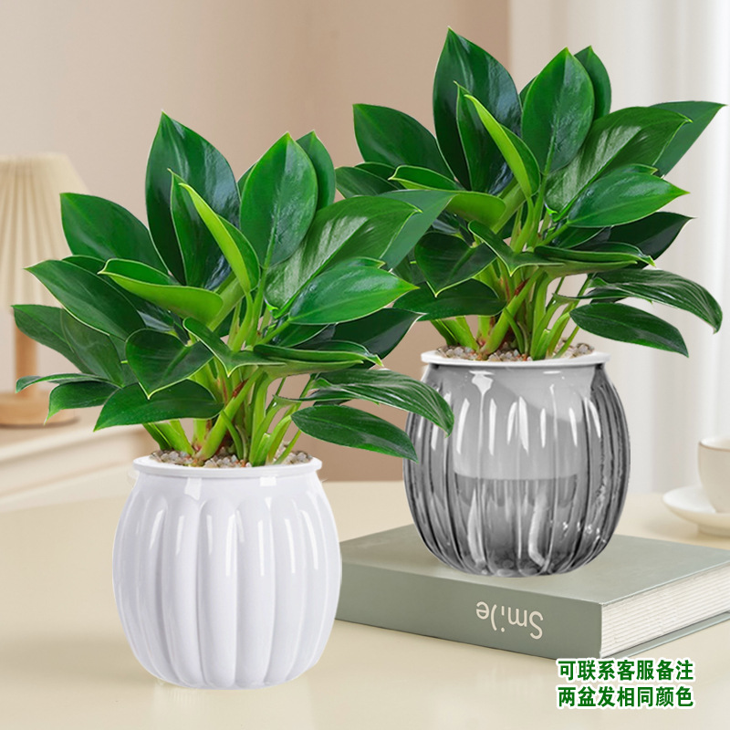 [화분 2개 특가] 골든다이아몬드 20cm 3그루(흰색+회색 호박화분) + 영양액