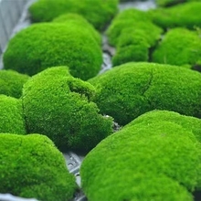 短绒苔藓微景观植物材料朵朵鲜活青苔藓水陆雨林缸造盆景蒲面草皮