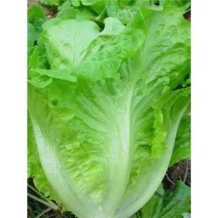 ������������ ����ˬ���������˷N�����Դ����r���߲˷N��