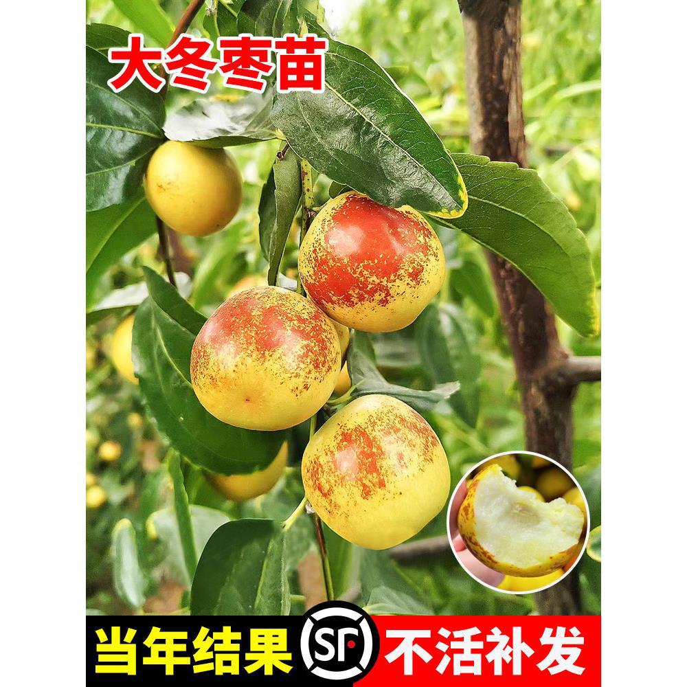 枣树活苗特大冬枣嫁接特大北方南方种植庭院葫芦枣树果树果苗盆栽