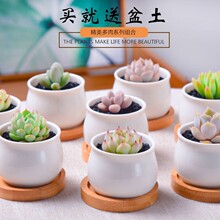 多肉植物小盆栽套装组合好养易活不死可爱室内肉肉植物带盆带土多