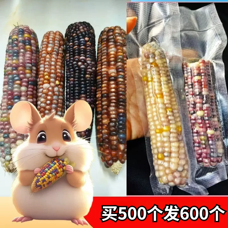 仓鼠磨牙小玉米 兔子龙猫造景磨牙小零食 金丝熊磨牙小玉米棒批发