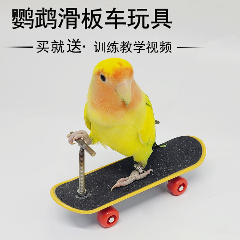 Parrot Toys, Bird Toys, Scooters, Boredom-Relief Training Tools, Companion Toys for Cockatiels and Lovebirds, Complete Collection of Supplies