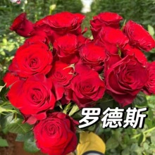 切花月季罗德斯玫瑰灌木玫瑰切花苗四季开花庭院花卉阳台花卉正品