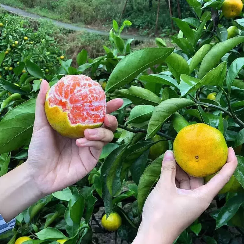 云南蜜桔原产地直发新鲜水果酸甜可口孕妇水果