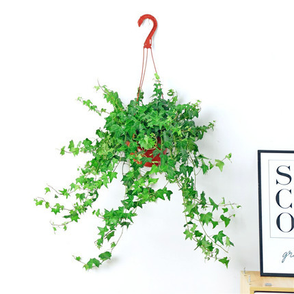 1 분지 부티크 165 # 아이비 40-60cm [후크 + 영양 용액 보내기]]