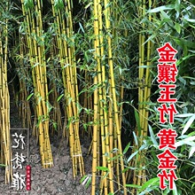 庭院植物竹子苗金镶玉竹黄金竹盆栽绿植四季常绿景观竹室外绿化苗