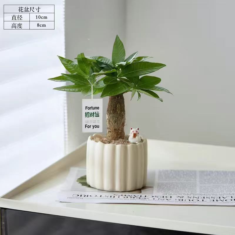 详情图