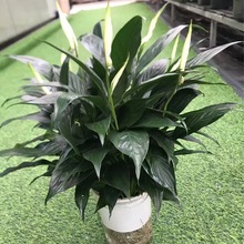 VݻֱNˮưƿ_lƱSֱN҃ȺB^pֲ