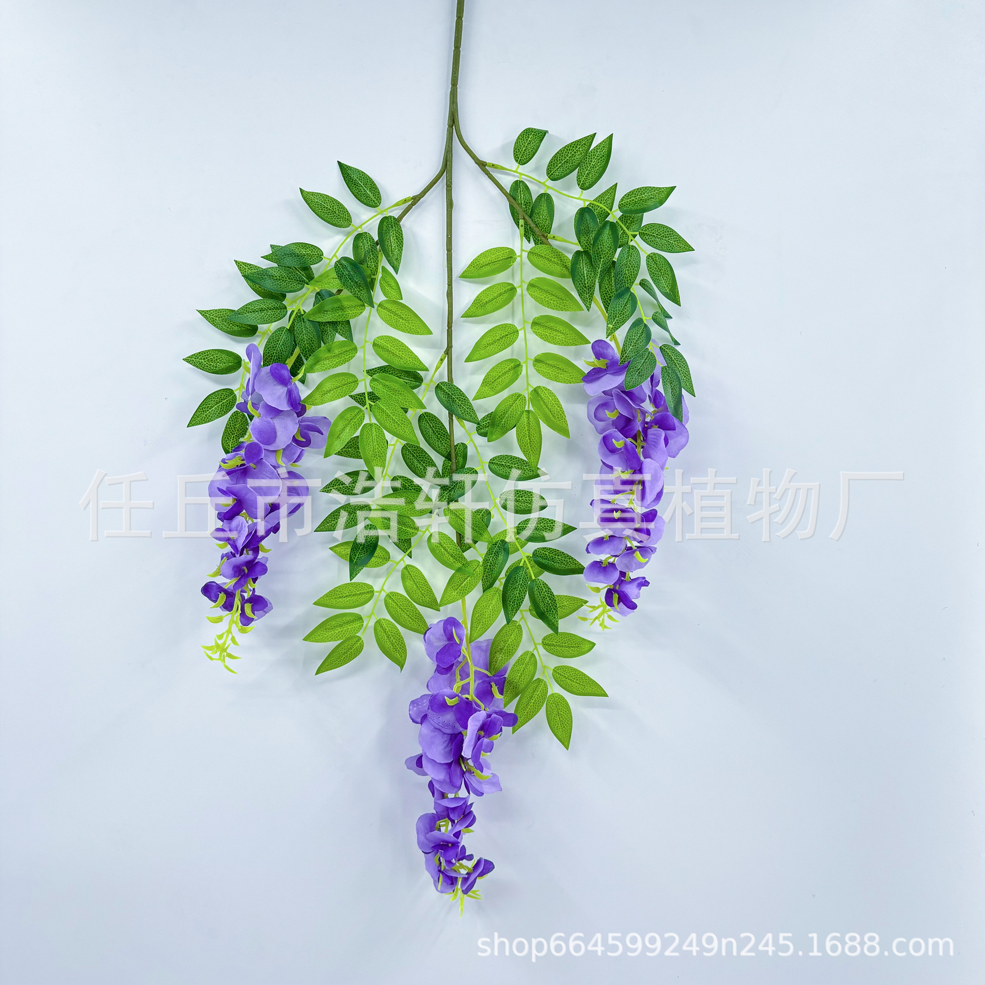 보라색