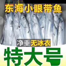 带鱼整条东海小眼带鱼冷冻批发刀鱼带鱼蒜瓣肉质整箱水产海鲜批发