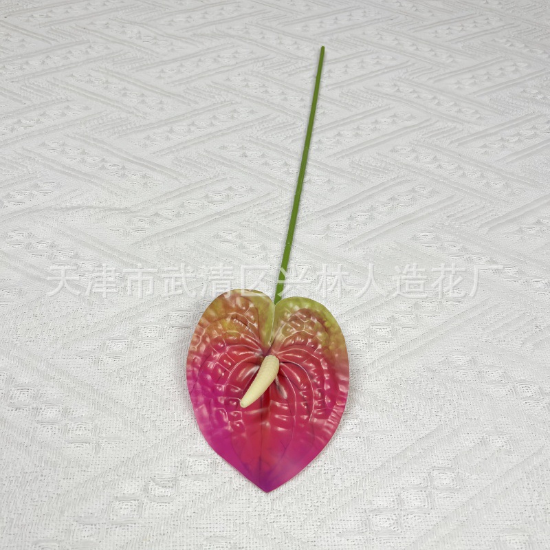 안스리움 15