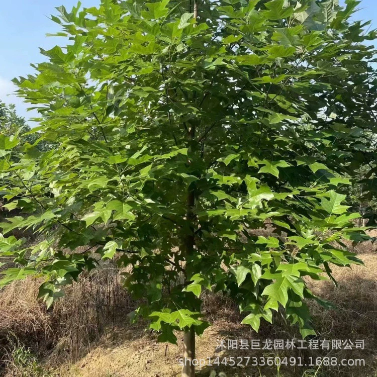 Прямые продажи саженцев конского каштана, уличных деревьев, теневых деревьев, садовых декоративных деревьев конского каштана, полная спецификация и отличные цены.