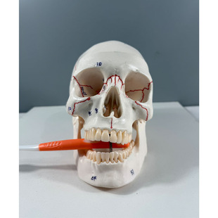 Simulated Skull Bone Model Skull Model Functional Partition Colorful Skull Specimen Skull with Number B