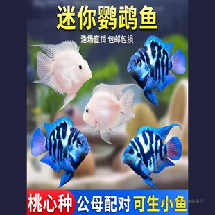 �����W�^�~�^�p�~���w��ˮ�~����B�ͻ�׽����{�W�^�~�ɷ�ֳ�N�~