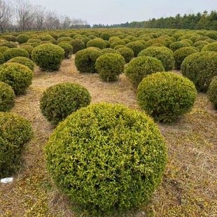 Korean Boxwood Ball Shrub Boxwood Hedge Seedlings Boxwood Nutrition Cup Seedlings Northeast Cold-Resistant Korean Boxwood Container Seedlings